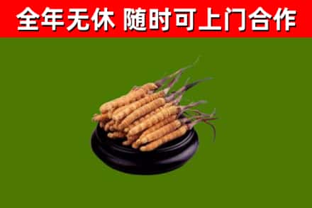 前锋回收冬虫夏草
