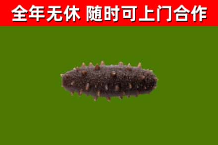 前锋回收海参干